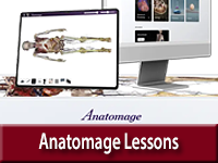 Anatomage Lessons